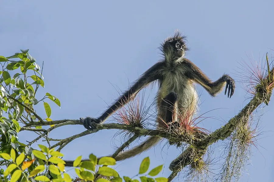 Akumal Monkey Sanctuary & Rescued Animals