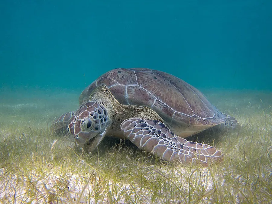 Swim with Sea Turtles in Akumal Bay