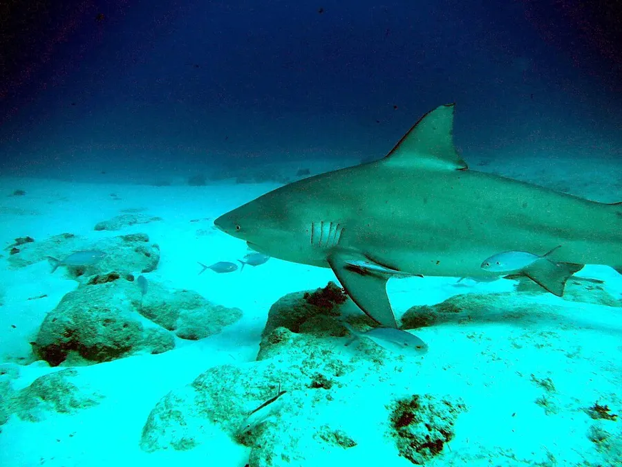 Bull Shark Dive (Nov-Mar)