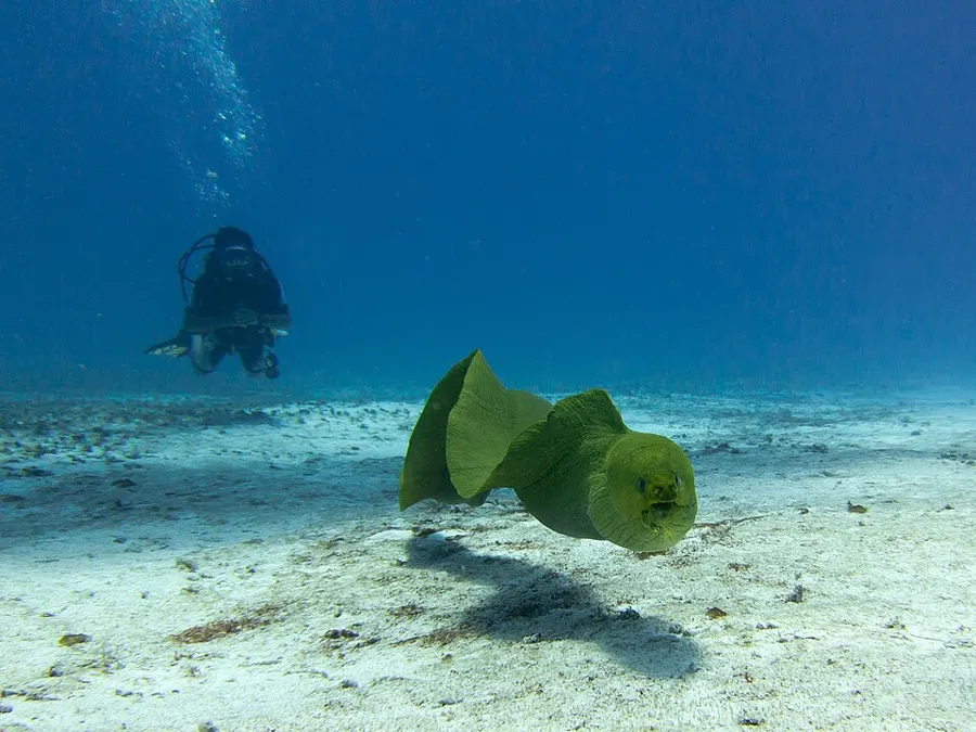 Cozumel 2-Tank Dive Trip from Playa del Carmen