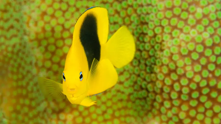 Cozumel Snorkel Trip: Palancar, Colombia & El Cielo