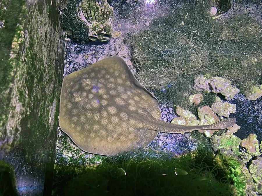 L'Aquarium Playa del Carmen