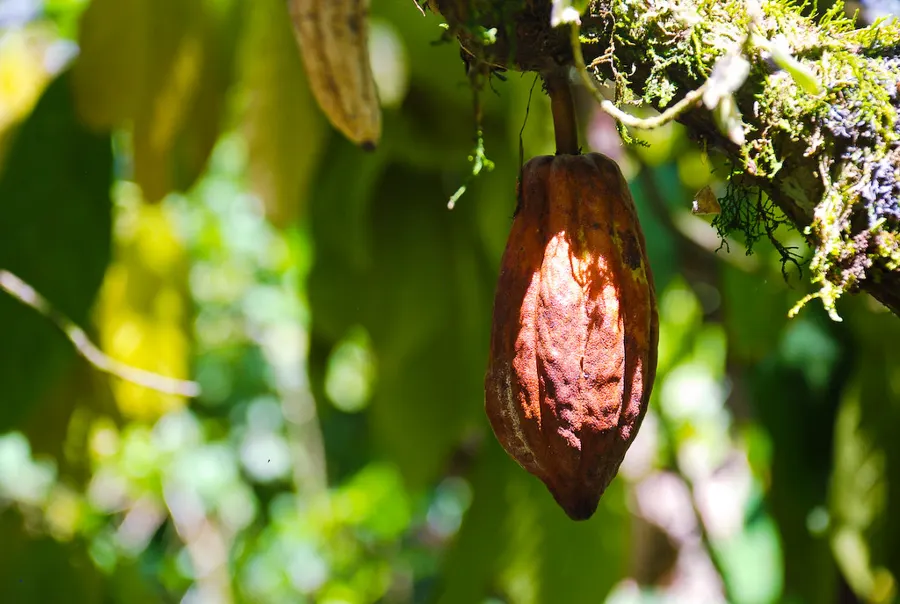Bean-to-Bar Chocolate & Mayan Cacao Workshop