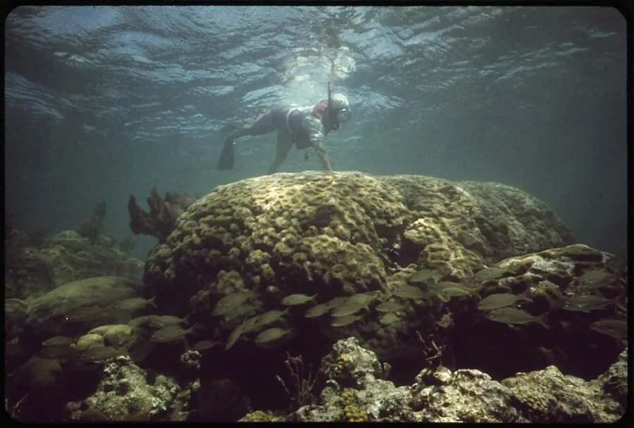 Local Reef Snorkeling Tour (Inah / Paradise Reef)