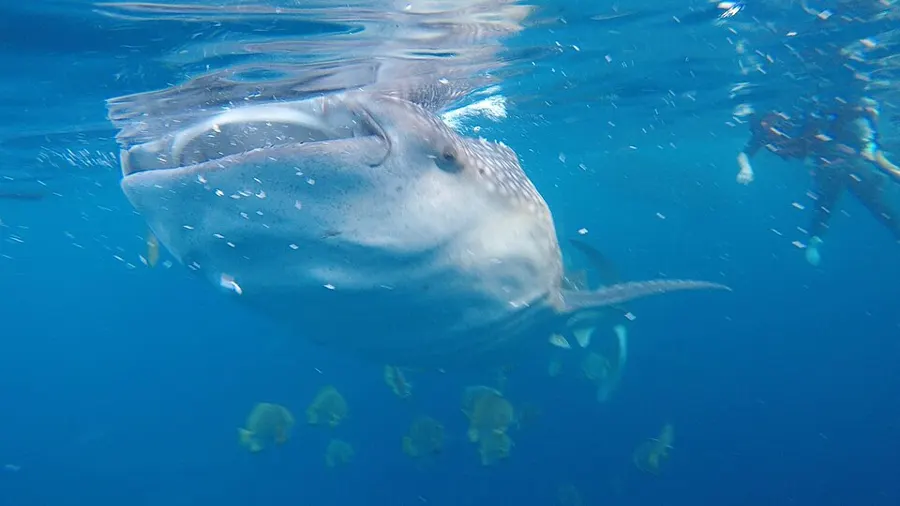 Whale Shark Swim (Seasonal, from Playa del Carmen)